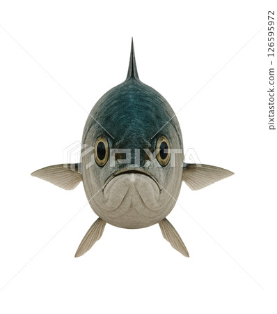 鯖魚標本照片(正面) 鯖魚標本照片(正面) 126595972