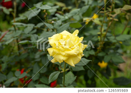Yellow roses Yellow rose flowers May image Yellow roses Yellow rose flowers May image 126595989