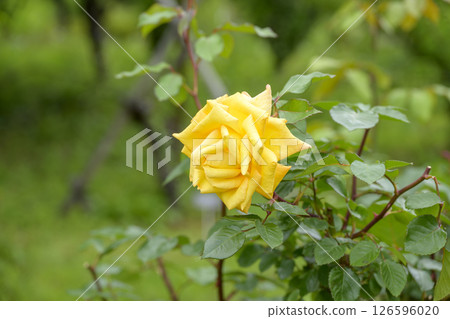 Yellow roses Yellow rose flowers May image Yellow roses Yellow rose flowers May image 126596020