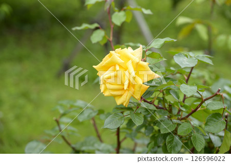黃玫瑰 黃玫瑰花 五月圖像 黃玫瑰 黃玫瑰花 五月圖像 126596022