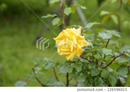 黃玫瑰 黃玫瑰花 五月圖像 黃玫瑰 黃玫瑰花 五月圖像 126596023