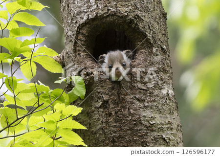 Innocent flying squirrel baby 126596177