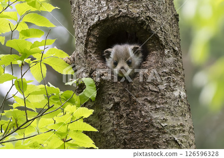 Innocent flying squirrel baby Innocent flying squirrel baby 126596328