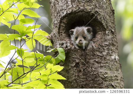 無辜的飛鼠寶寶 126596331