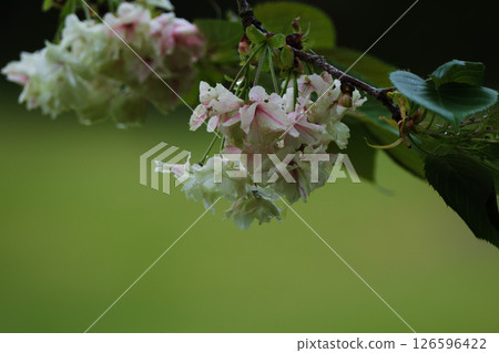 Beautiful turmeric cherry blossoms 126596422