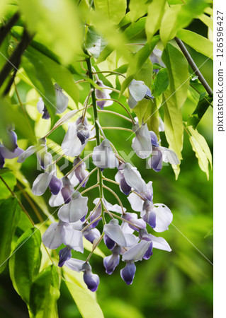 Wisteria flowers in the greenery Wisteria flowers in the greenery 126596427