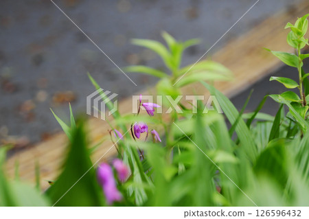 Blister-like flowers blooming on the roadside Blister-like flowers blooming on the roadside 126596432