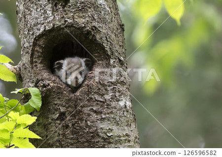 Innocent flying squirrel baby 126596582