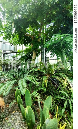 筑波實驗植物園 筑波實驗植物園 126596651
