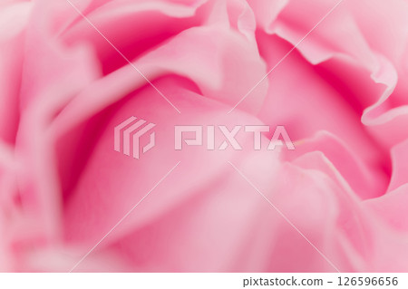 Rose/petal background material 126596656