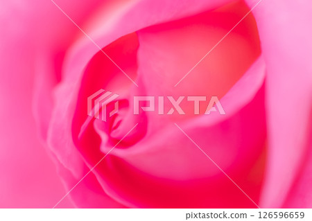 Rose/petal background material 126596659