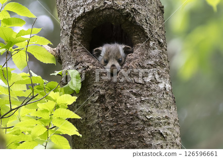Innocent flying squirrel baby Innocent flying squirrel baby 126596661