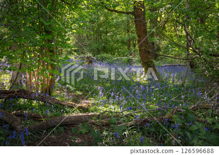 Bluebells (Hyacinthoides non-scripta) in woodland with sunlight filtering through the trees. Beautiful springtime nature scene near Farleigh in Surrey, UK 126596688