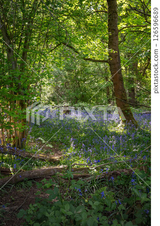 Bluebells (Hyacinthoides non-scripta) in woodland with sunlight filtering through the trees. Beautiful springtime nature scene near Farleigh in Surrey, UK Bluebells (Hyacinthoides non-scripta) in woodland with sunlight filtering through the trees. Beautiful springtime nature scene near Farleigh in Surrey, UK 126596689