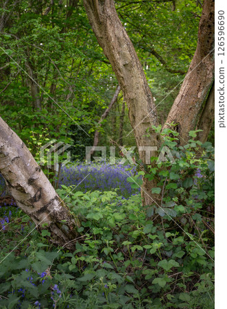 Trees and plants in woodland near Farleigh in Surrey, UK. Beautiful springtime nature scene with bluebells in the background. 126596690