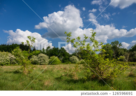 Trees and plants in a field near Farleigh in Surrey, UK. Beautiful springtime nature scene with dramatic sky. Trees and plants in a field near Farleigh in Surrey, UK. Beautiful springtime nature scene with dramatic sky. 126596691