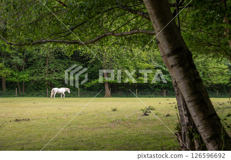 Gray horse standing in a field with a tree in the foreground 126596692