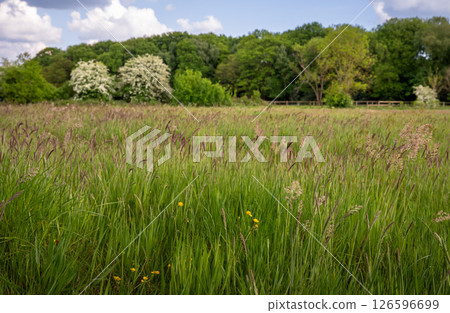 Field with grasses and buttercups with trees behind. Beautiful view of the English countryside near Farleigh in Surrey, UK. Foreground focus. Field with grasses and buttercups with trees behind. Beautiful view of the English countryside near Farleigh in Surrey, UK. Foreground focus. 126596699