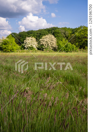 Field with grasses and trees behind. Beautiful view of the English countryside near Farleigh in Surrey, UK. Foreground focus. 126596700