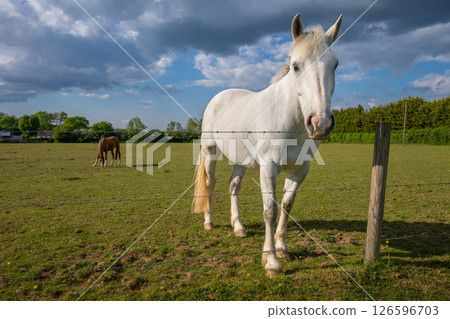 A gray horse standing in a field and looking over a fence with a chestnut horse behind. Farm scene near Farleigh in Surrey, UK. 126596703