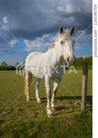 A gray horse standing in a field and looking over a fence. Farm scene near Farleigh in Surrey, UK. 126596704