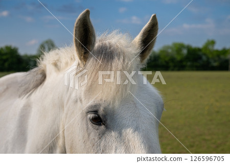 Close up of the head of a gray horse in a field showing ears and eye Close up of the head of a gray horse in a field showing ears and eye 126596705