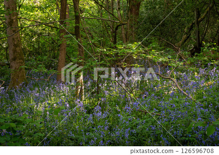 Bluebells (Hyacinthoides non-scripta) in woodland with sunlight filtering through the trees. Beautiful springtime nature scene near Farleigh in Surrey, UK 126596708