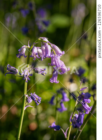 Close up of bluebells (Hyacinthoides non-scripta) in woodland with sunlight filtering through the trees. Beautiful springtime nature scene near Farleigh in Surrey, UK Close up of bluebells (Hyacinthoides non-scripta) in woodland with sunlight filtering through the trees. Beautiful springtime nature scene near Farleigh in Surrey, UK 126596710