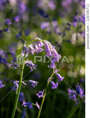 Close up of bluebells (Hyacinthoides non-scripta) in woodland with sunlight filtering through the trees. Beautiful springtime nature scene near Farleigh in Surrey, UK Close up of bluebells (Hyacinthoides non-scripta) in woodland with sunlight filtering through the trees. Beautiful springtime nature scene near Farleigh in Surrey, UK 126596711