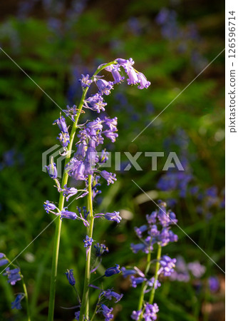 Close up of bluebells (Hyacinthoides non-scripta) in woodland with sunlight filtering through the trees. Beautiful springtime nature scene near Farleigh in Surrey, UK Close up of bluebells (Hyacinthoides non-scripta) in woodland with sunlight filtering through the trees. Beautiful springtime nature scene near Farleigh in Surrey, UK 126596714