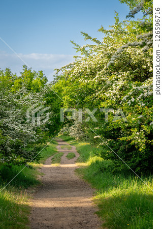 Public footpath across Great Farleigh Green in Farleigh, Surrey, UK. Public footpath across Great Farleigh Green in Farleigh, Surrey, UK. 126596716
