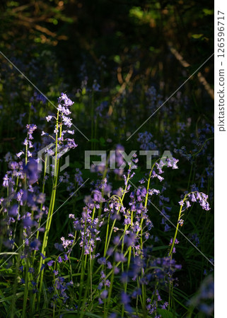 Bluebells (Hyacinthoides non-scripta) in the English countryside. Beautiful springtime nature scene near Farleigh in Surrey, UK Bluebells (Hyacinthoides non-scripta) in the English countryside. Beautiful springtime nature scene near Farleigh in Surrey, UK 126596717