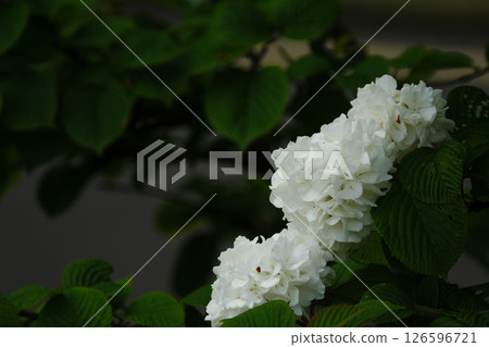 可愛的雪花蓮 126596721