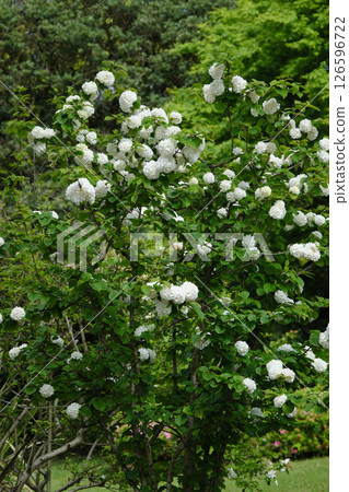 盛開的日本雪鈴花 126596722