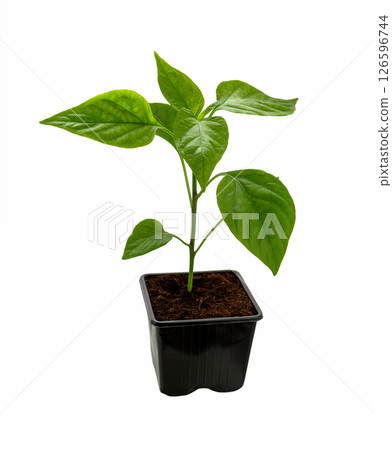 Seedlings pepper. Young paprika plant sprout in a pot. Seedlings pepper. Young paprika plant sprout in a pot. 126596744