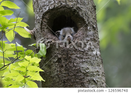 Innocent flying squirrel baby 126596748