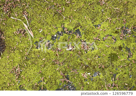 Dense leaves of caterpillar in the spring season Dense leaves of caterpillar in the spring season 126596779