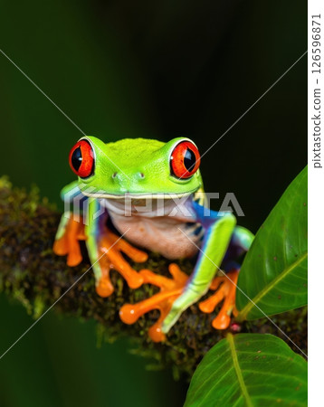 A vibrant green tree frog with striking red eyes sits serenely on a moss-covered branch surrounded by lush foliage showcasing the beauty of tropical wildlife in its natural habitat. 126596871