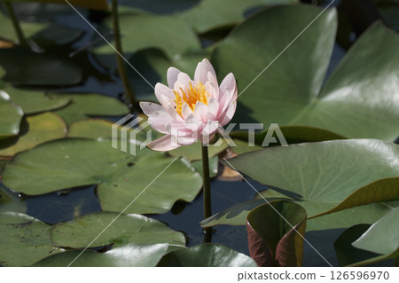 Cute lotus petals 126596970
