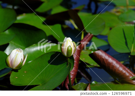 Water lily flower emerging from the water Water lily flower emerging from the water 126596971