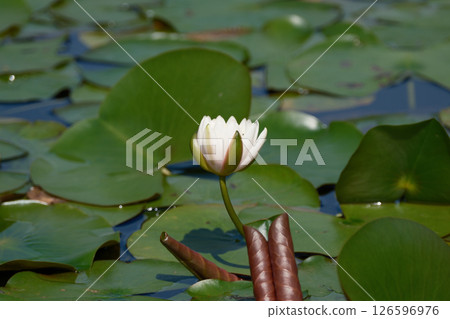 漂浮在水面上的葉子和睡蓮 126596976