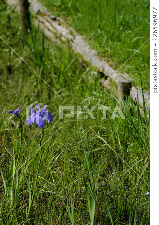 Iris flowers in nature 126596977