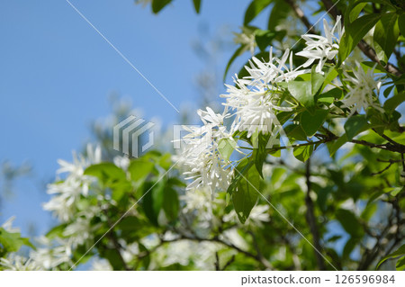 美麗的白色 Nanjamonja 花 126596984