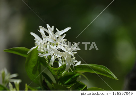 Cute white flowers of Nanjamonja 126597049