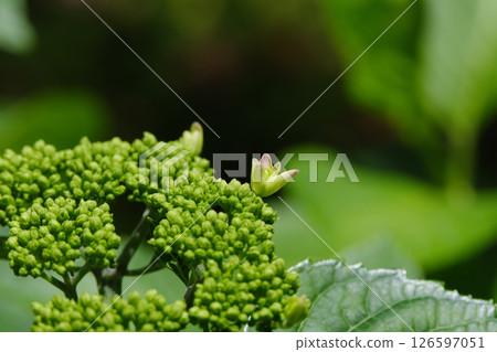 Small hydrangea flowers waiting for the rainy season 126597051