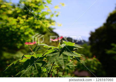 Fresh green maple flowers Fresh green maple flowers 126597060