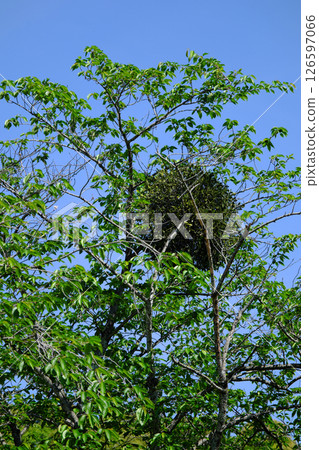 Mistletoe parasitic on trees Mistletoe parasitic on trees 126597066