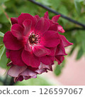 Burgundy Iceberg Purple Rose 126597067
