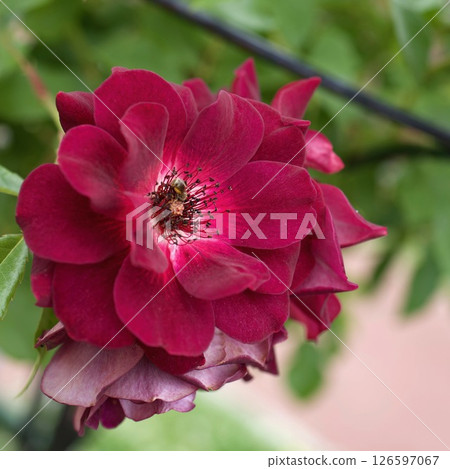 Burgundy Iceberg Purple Rose Burgundy Iceberg Purple Rose 126597067