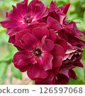 Burgundy Iceberg Purple Rose 126597068